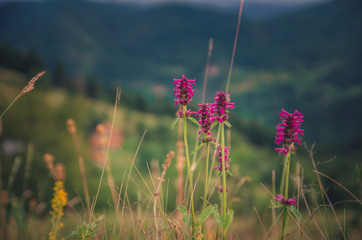 Close up of medicinal herbs flowers in the mountain field