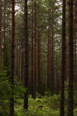 Fototapeta na wymiar Pinetrees in a Swedish forest durin summer. Perfect place to hike alone and feel the power of nature. 