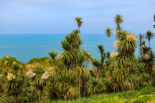 Blooming Cordyline australis trees (cabbage tree, cabbage-palm) on a background of the Black sea in Batumi botanical garden, Georgia