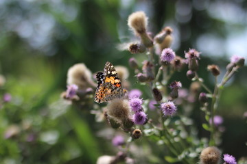 butterfly 