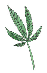Watercolor illustration branch of Green Hemp leave