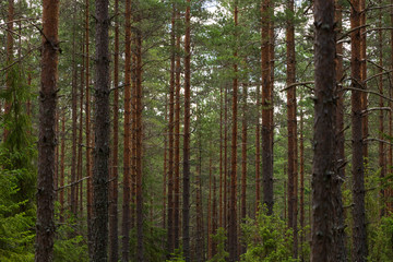 Pinetrees in a Swedish forest durin summer. Perfect place to hike alone and feel the power of nature. 