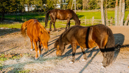 Koń, konie na pastwisku © Dreamnordno