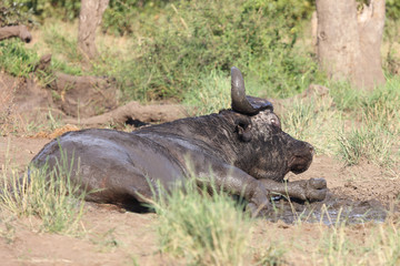 Kaffernbüffel / Buffalo / Syncerus caffer