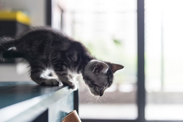 Cute british shorthair kitten playing indoors
