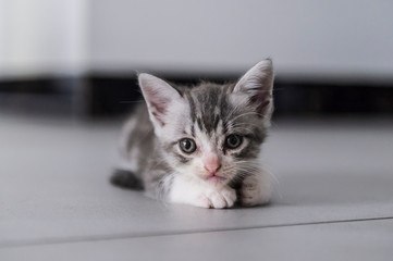 Cute british shorthair kitten playing indoors
