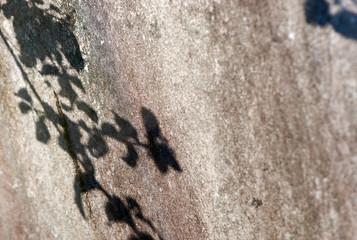 The shadow of a leafy branch falling across a car wind-screen - which is covered thickly in dirt, grime and lichen - taken with shallow depth-of-field.