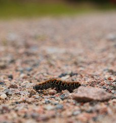 Lasiocampa quercus, oak eggar caterpillar of a butterfly crawling on a gravel road inside a Swedish forest during summer. Shallow depth of field. 