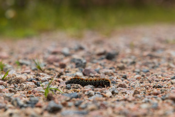 Lasiocampa quercus, oak eggar caterpillar of a butterfly crawling on a gravel road inside a Swedish forest during summer. Shallow depth of field. 