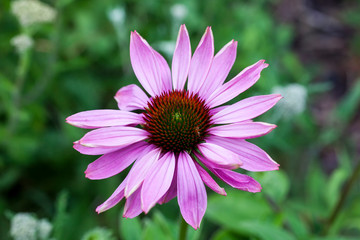 Obraz premium Echinacea purpurea 'Prairie Splendor' an herbaceous pink purple perennial summer autumn flower plant commonly known as coneflower