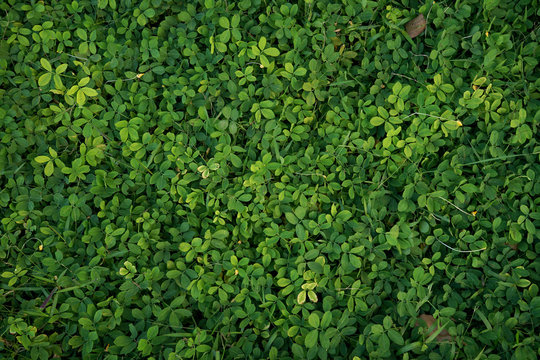 agriculture, april 03rd, background, baseball, beautiful, beginning, blade, botany, bright, clean, color, copy, countryside, detail, easter, eco, ecology, empty, field, football, grass, grass backgrou