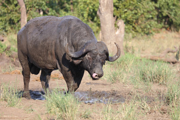 Kaffernbüffel / Buffalo / Syncerus caffer