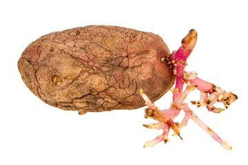 Germinated pink potato isolated on white background
