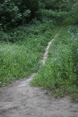 path in the forest