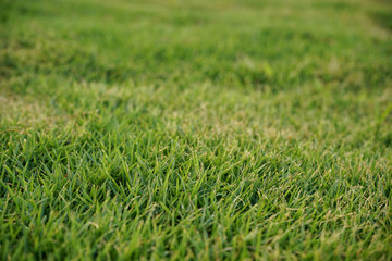 agriculture, april 03rd, background, baseball, beautiful, beginning, blade, botany, bright, clean, color, copy, countryside, detail, easter, eco, ecology, empty, field, football, grass, grass backgrou