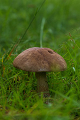 Mushroom of Leccinum family growing isolated inside a forest on grass during early summer in Sweden. 