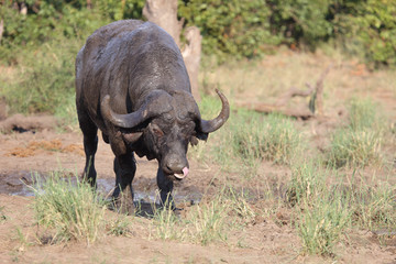 Kaffernbüffel / Buffalo / Syncerus caffer