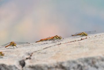 山上のアキアカネ