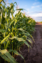 corn field in the setting sun, flowers of corn, cob