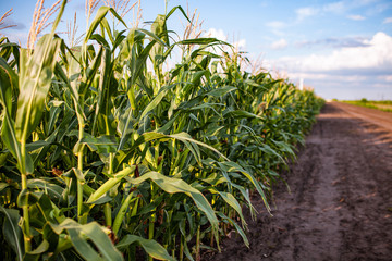 corn field in the setting sun, flowers of corn, cob