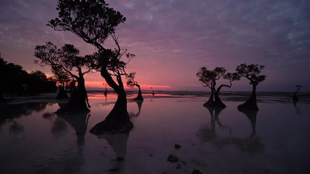 Beautiful dancing trees in Walakiri beach at sunset clip 4K, Sumba, Indonesia