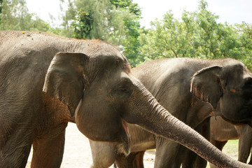 Asian elephant faces thrunk eyes