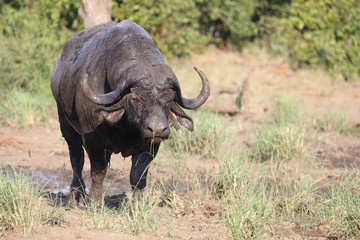 Kaffernbüffel / Buffalo / Syncerus caffer