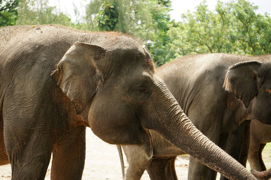 Asian elephant faces thrunk eyes
