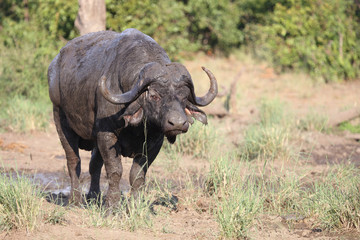 Obraz premium Kaffernbüffel / Buffalo / Syncerus caffer