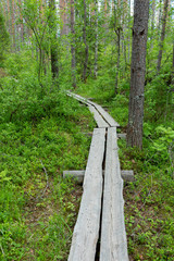 Small duckboard trail in Finnish forest landscape