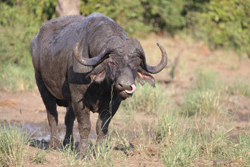 Kaffernbüffel / Buffalo / Syncerus caffer