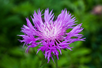Centaurea dealbata an herbaceous pink perennial summer autumn flower plant commonly known as Persian cornflower