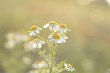 Camomile flowers against nature bokeh