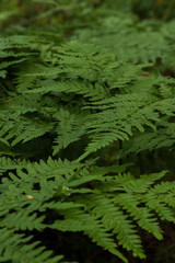 Close up of a ferns, Pteridophyta, wet by a warm summer rain against a dark background inside a  forest in Sweden.