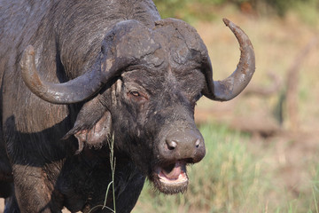 Kaffernbüffel / Buffalo / Syncerus caffer