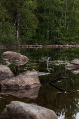 Water knotweed, Persicaria amphibia, in a Swedish lake with stones around and trees and forest in the background.  