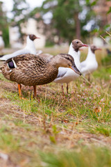 Ente und Möve. Duck and Seagull.