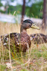 Weibliche Stockente in Gras. Ente. Female duck in grass.
