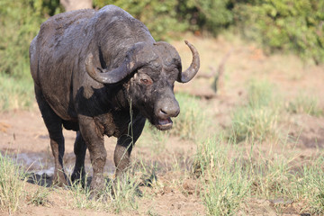 Kaffernbüffel / Buffalo / Syncerus caffer