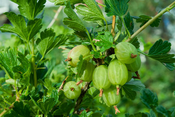 Green gooseberry berries with leaves on branches close-up