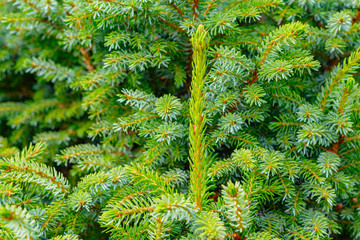 fluffy fir tree green branches