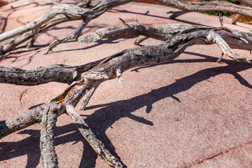 Morsche verzeigte Äste auf rotem Granitfelsen. Old and dead tree, dry twig, branch on red beach...