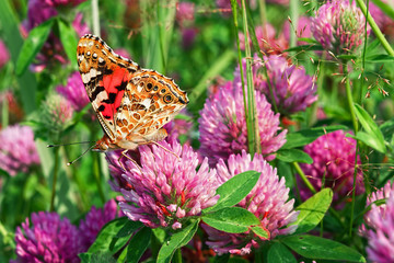 Butterfly on meadow, field flowers and grass, beautiful summer landscape, selective focus