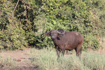 Obraz premium Kaffernbüffel / Buffalo / Syncerus caffer