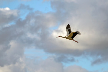 Fflying white stork (Ciconia ciconia)