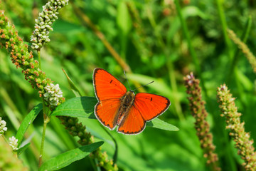 Butterfly on meadow, field flowers and grass, beautiful summer landscape, selective focus