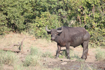 Kaffernbüffel / Buffalo / Syncerus caffer