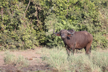 Kaffernbüffel / Buffalo / Syncerus caffer