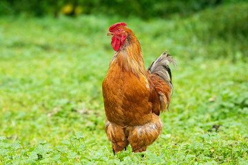 cock on the grass