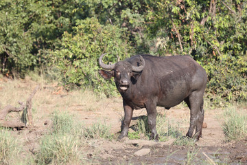 Kaffernbüffel / Buffalo / Syncerus caffer